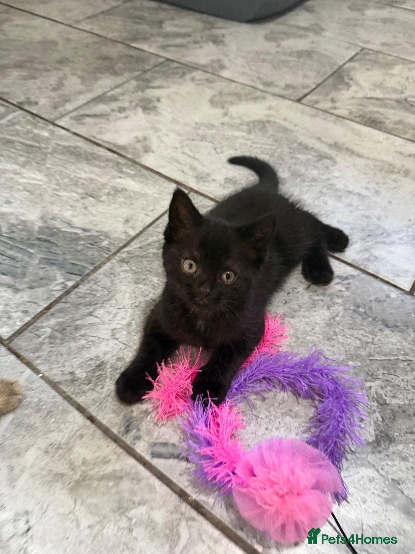 British Shorthair cats Ready now black female, British shorthair cross  - Advert 2