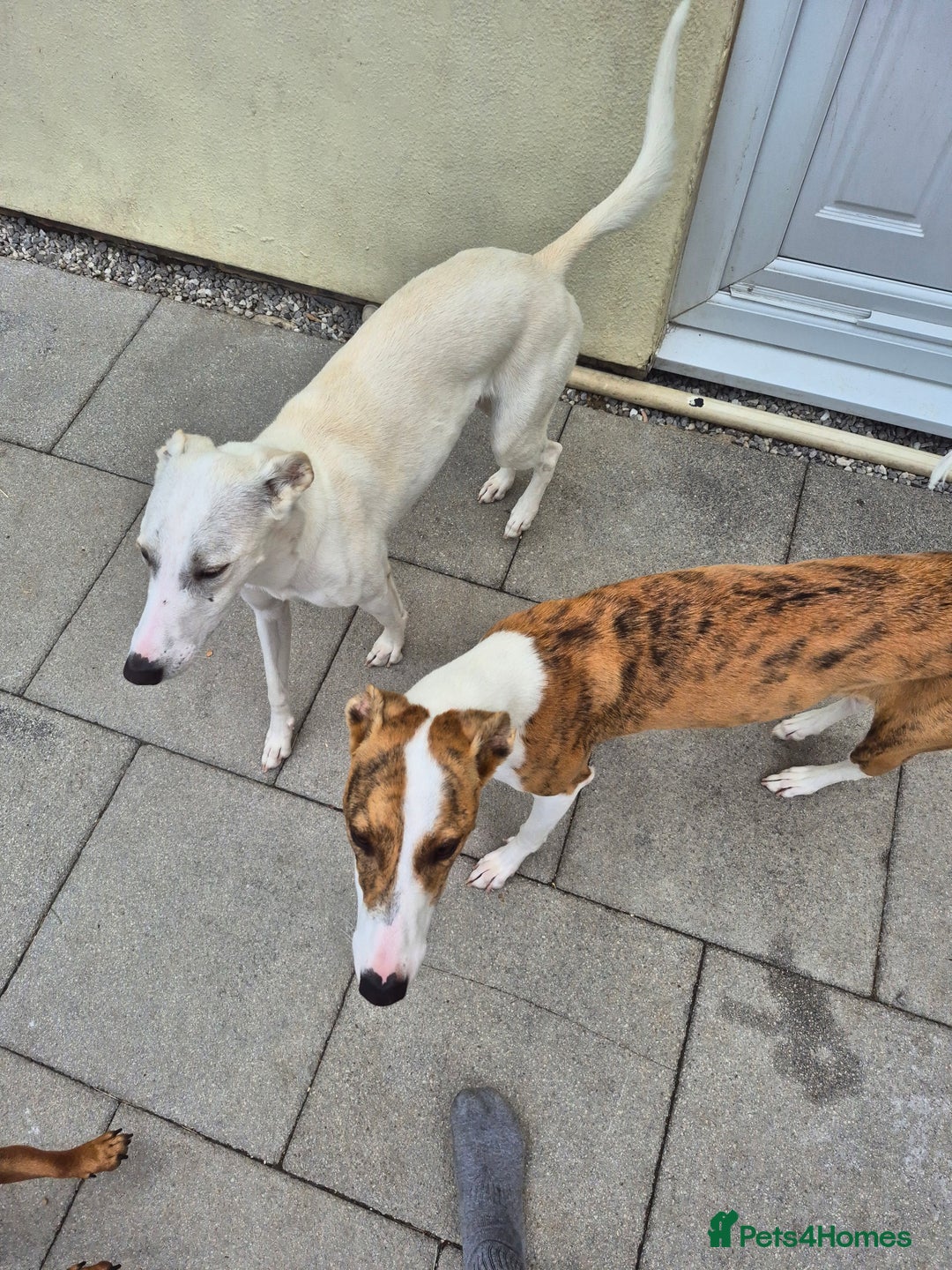Greyhound dogs for sale: 2 Female Greyhounds - Image 4