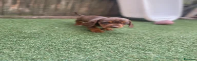 Dachshund 4