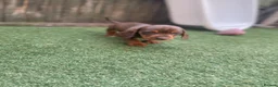 Dachshund dogs for sale: Dachshund miniature in Worksop - Advert 6