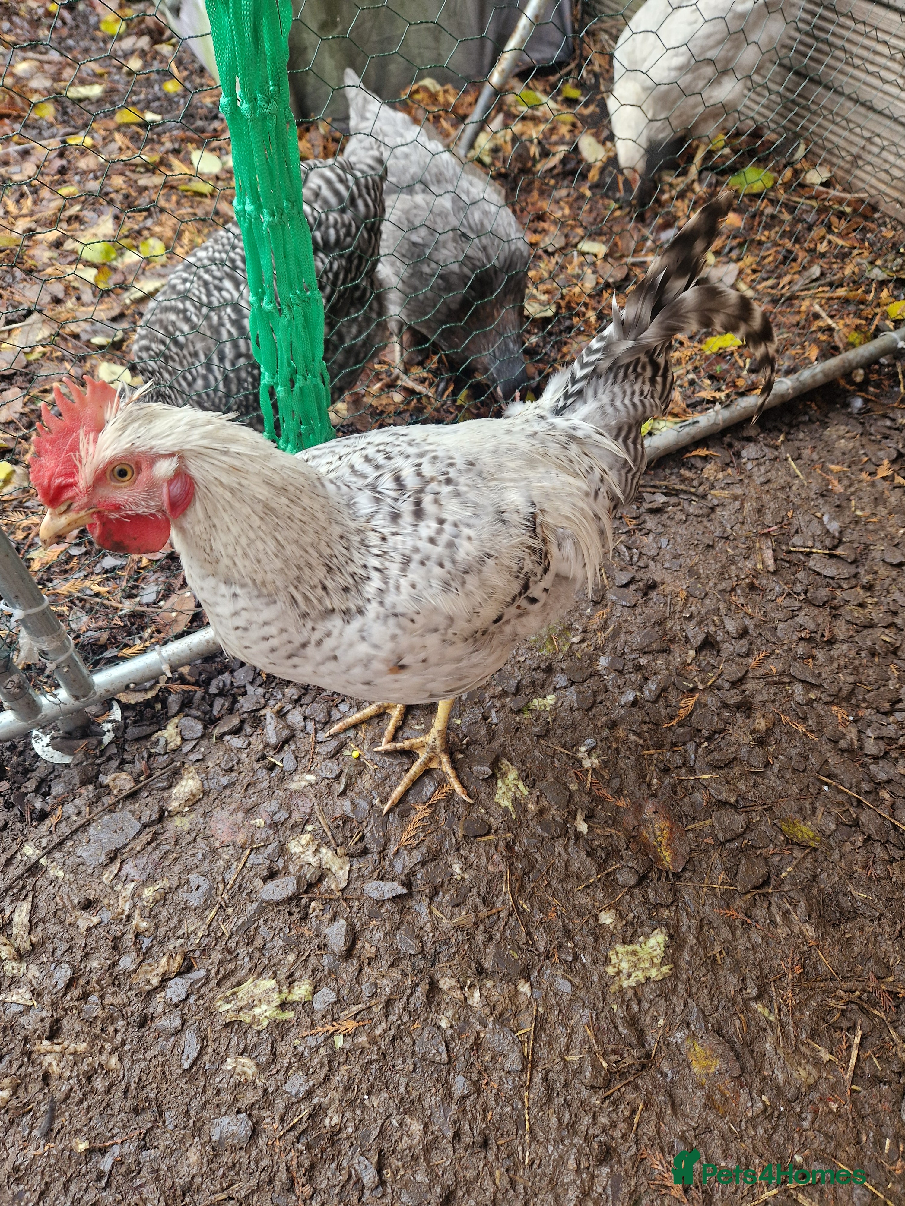 Chickens poultry Handsome Legbar  - Advert 2