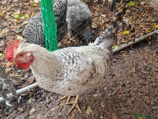 Chickens poultry Handsome Legbar - Advert 1