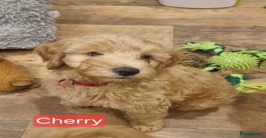 Labradoodle dogs - Advert 5