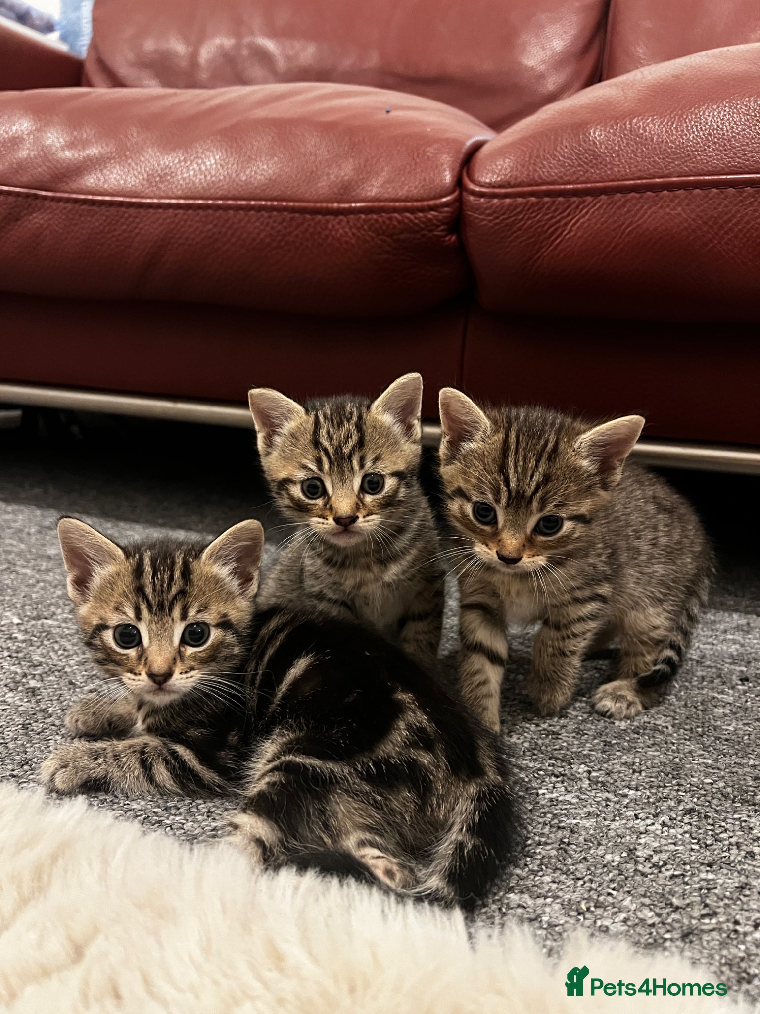 Mixed Breed cats Kittens for sale🐈‍⬛🐈 - Advert 1