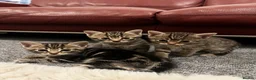 Mixed Breed cats for sale: Kittens for sale🐈‍⬛🐈 - Advert 1