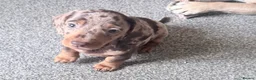 Miniature Dachshund dogs for sale: Exceptional KC Registered Miniature Dachshund Boys - Advert 10