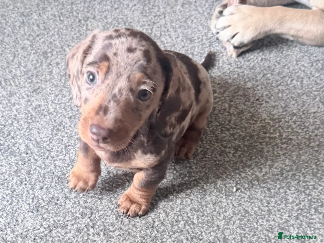 Miniature Dachshund dogs for sale: Exceptional KC Registered Miniature Dachshund Boys - Advert 10