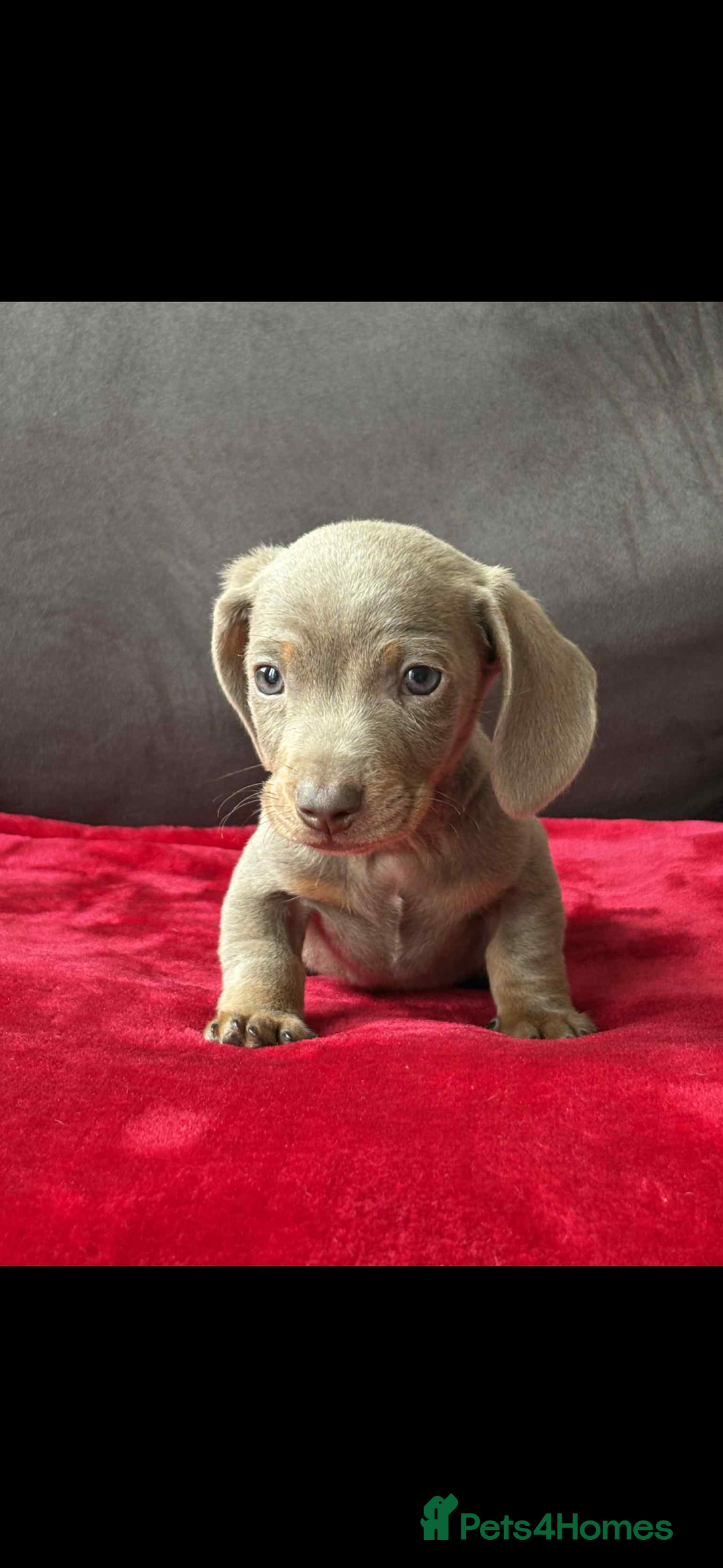 Miniature Dachshund dogs for sale: Beautiful miniature dachshund  - Image 6