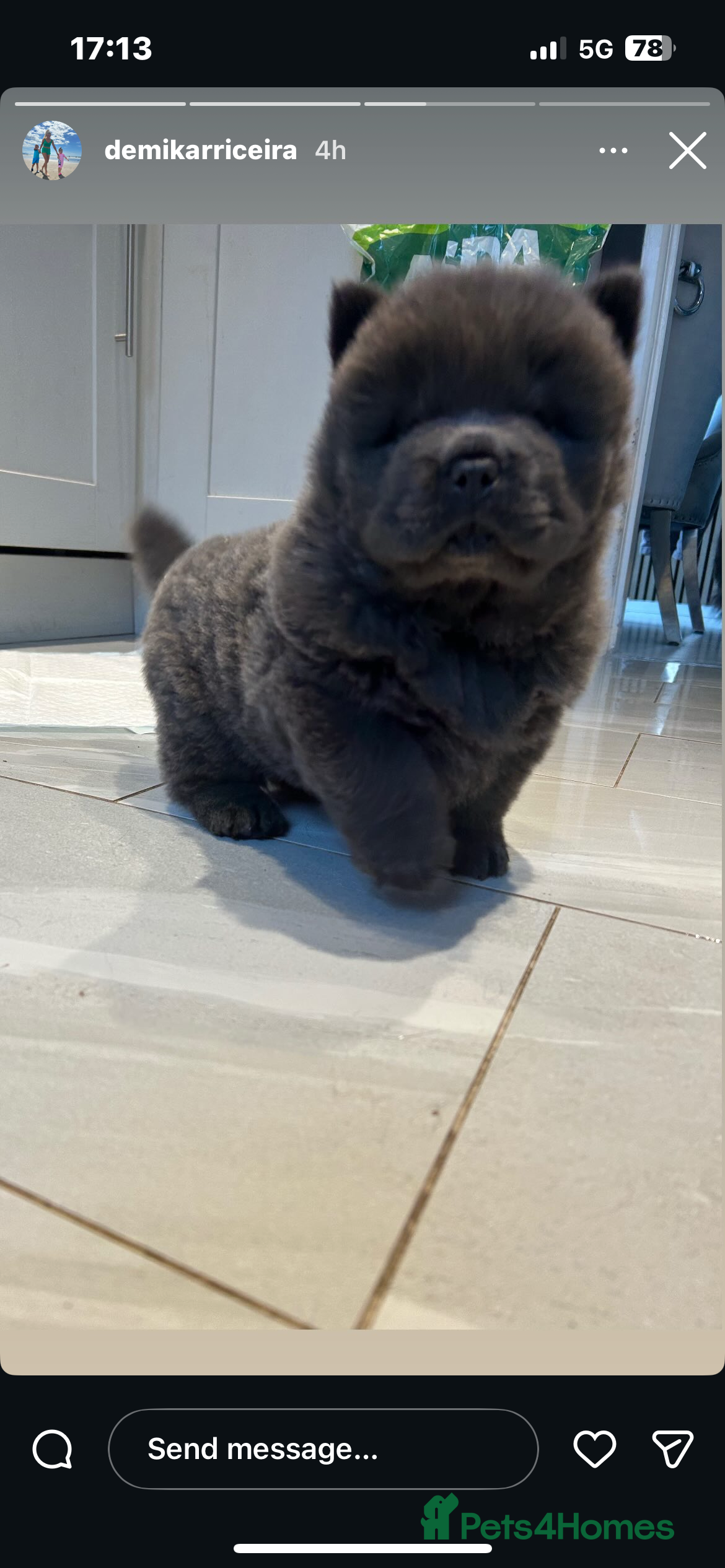 Chow Chow dogs Chow Chow puppy (top blood lines) Teddy bear face - Advert 3