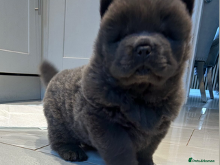 Chow Chow dogs Chow Chow puppy (top blood lines) Teddy bear face - Advert 3
