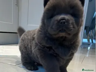 Chow Chow dogs Chow Chow puppy (top blood lines) Teddy bear face - Advert 1