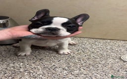French Bulldog dogs for sale: French bulldog pups 07495497432 - Image 4