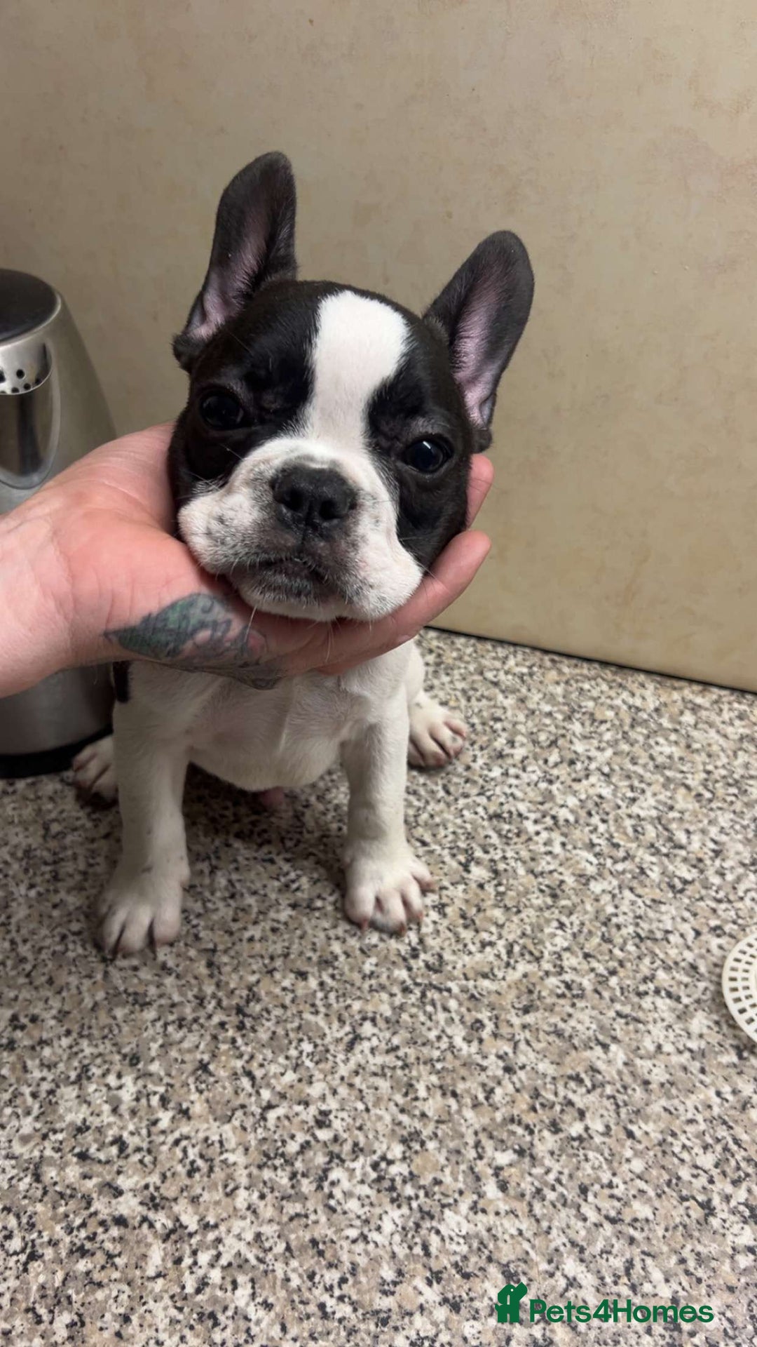 French Bulldog dogs for sale: French bulldog pups 07495497432 - Image 4