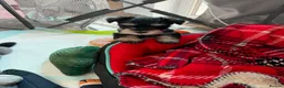 Miniature Schnauzer dogs for sale: 4 beautiful miniature schnauzer  in Dunstable - Advert 13