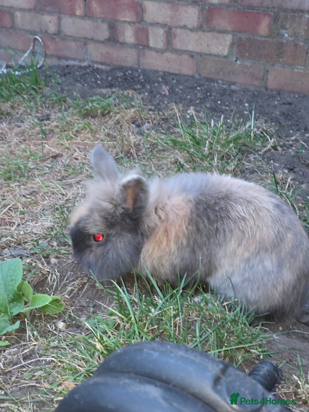 Netherland Dwarf rabbits for sale: Gentle Rabbit - Image 6