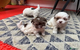 Maltipoo dogs for stud: PROVEN Minnie Gorgeous white and silver Stud - Image 7