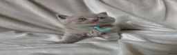 British Shorthair cats for sale: 9 Beautiful British Shorthairs - Advert 6