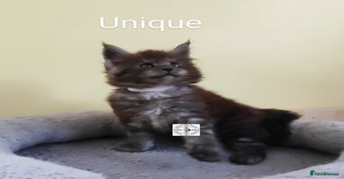 Maine Coon cats - Advert 11