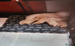 Mixed Breed dogs for sale: Cockapoo cross puppies  - Image 6