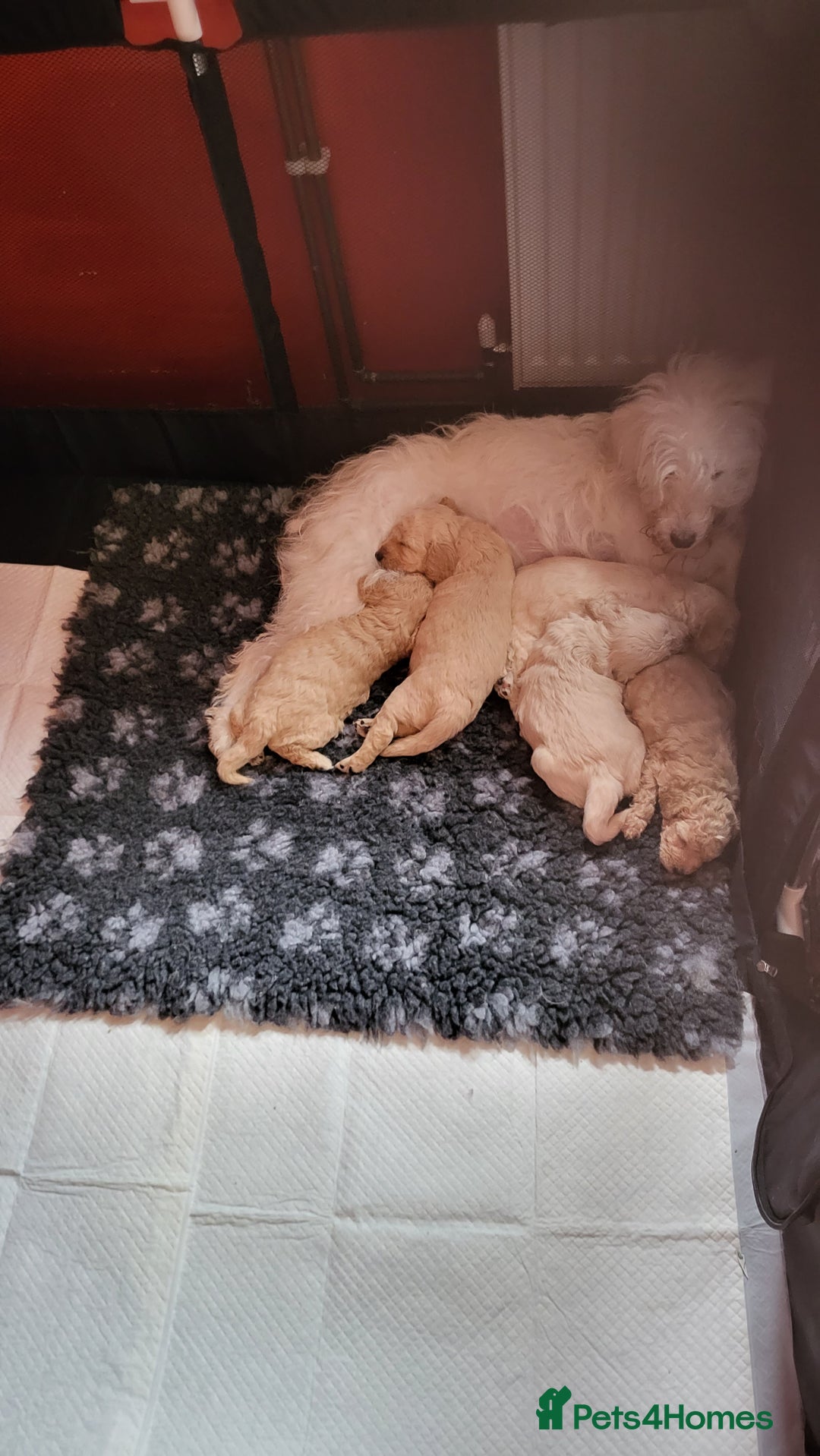 Mixed Breed dogs for sale: Cockapoo cross puppies  - Image 6