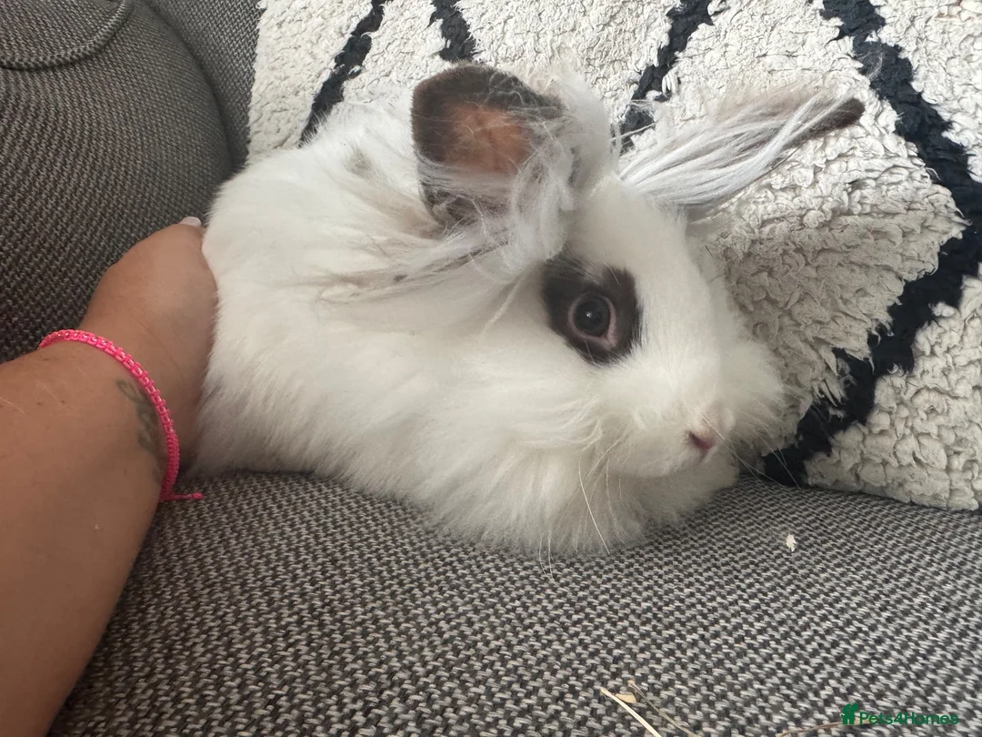 Lionhead rabbits for sale: Gorgeous female lion head rabbit  - Advert 1