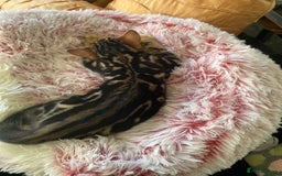 Bengal cats for sale: Gold black glitter bengal - Image 2