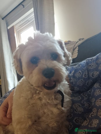 Cavapoo dogs - Advert 1