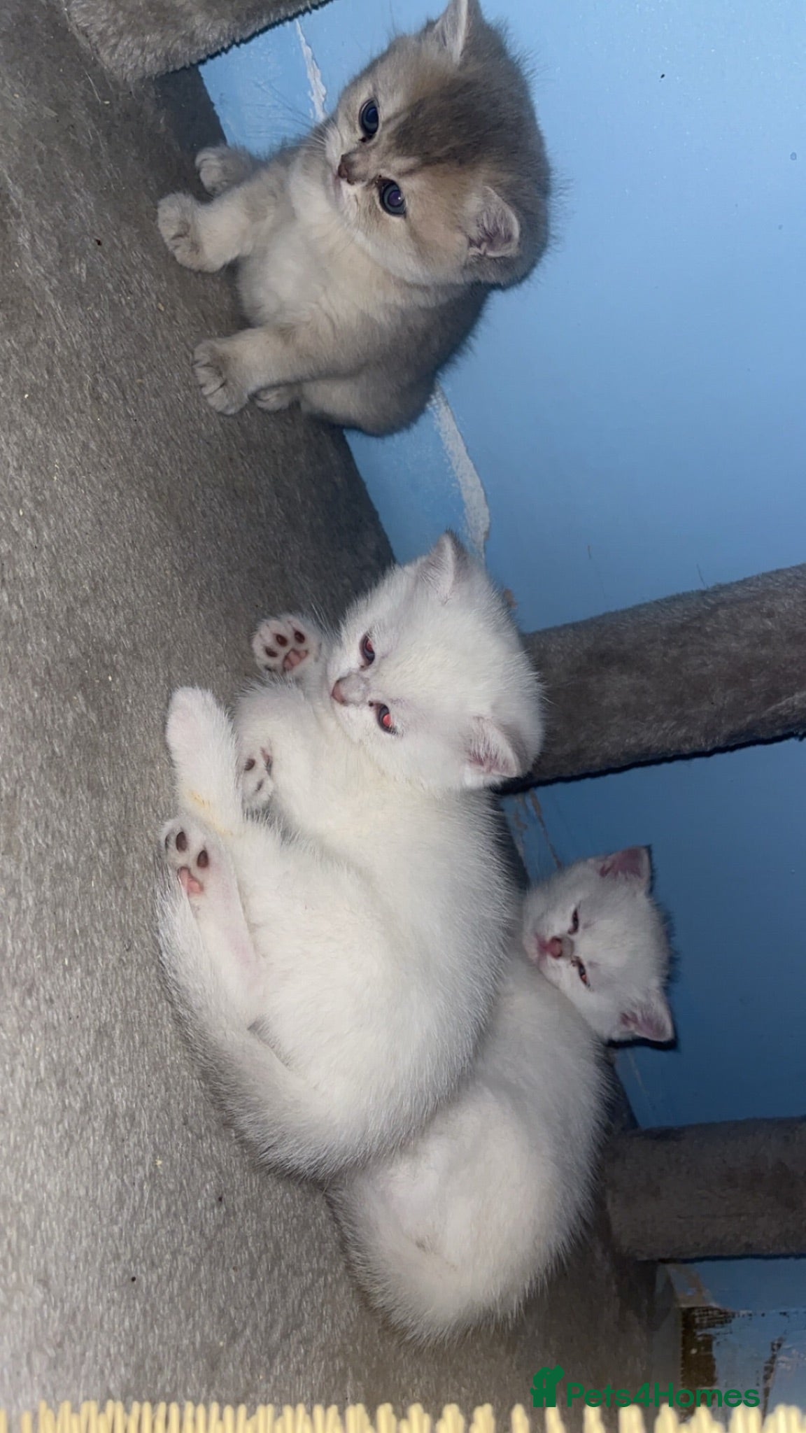 British Shorthair cats 😻 6 chunky fluffy Kittens available 😻 - Advert 2