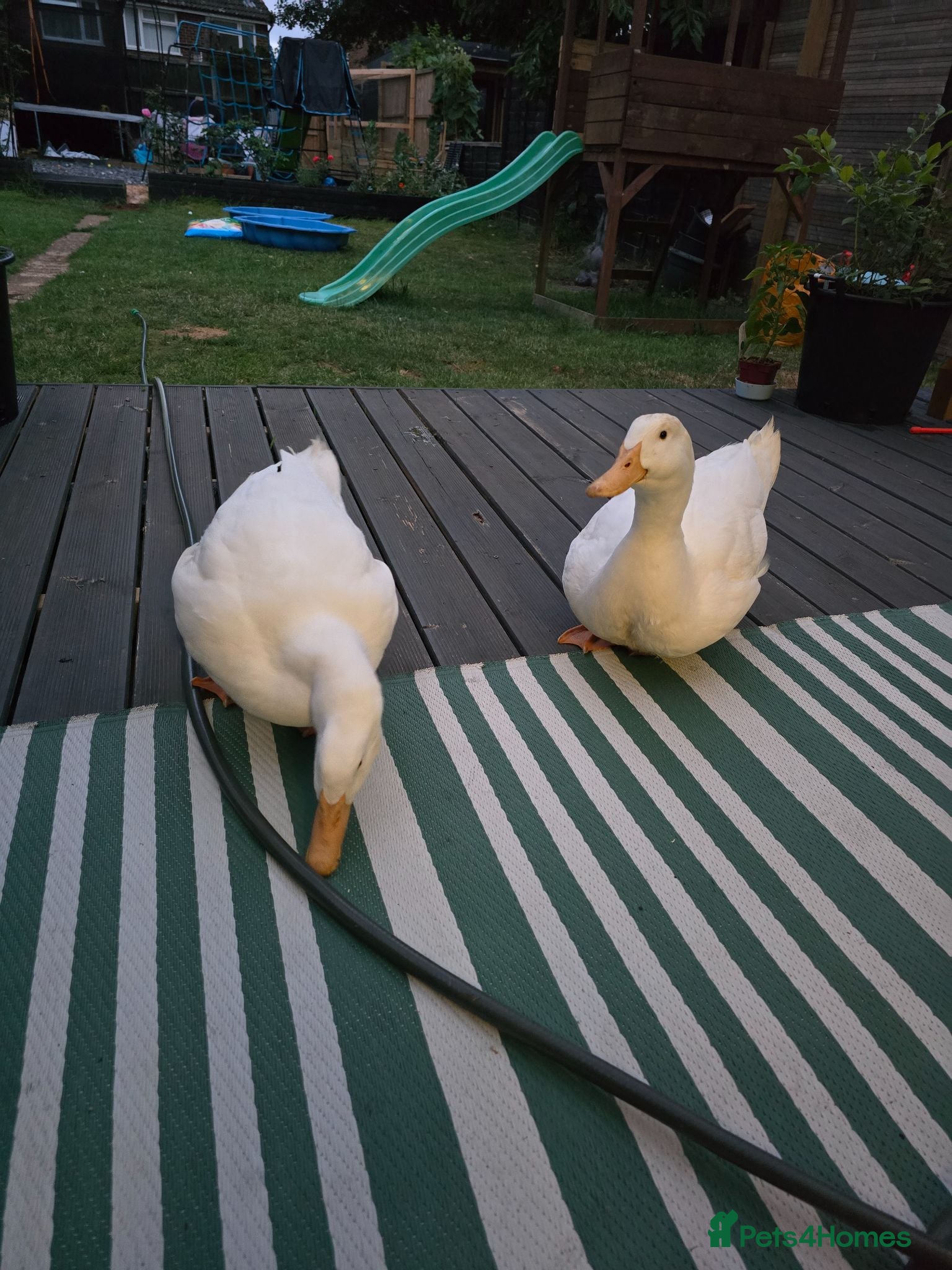 Ducks poultry 2 x male peking duck - Advert 1
