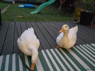 Ducks poultry 2 x male peking duck - Advert 1