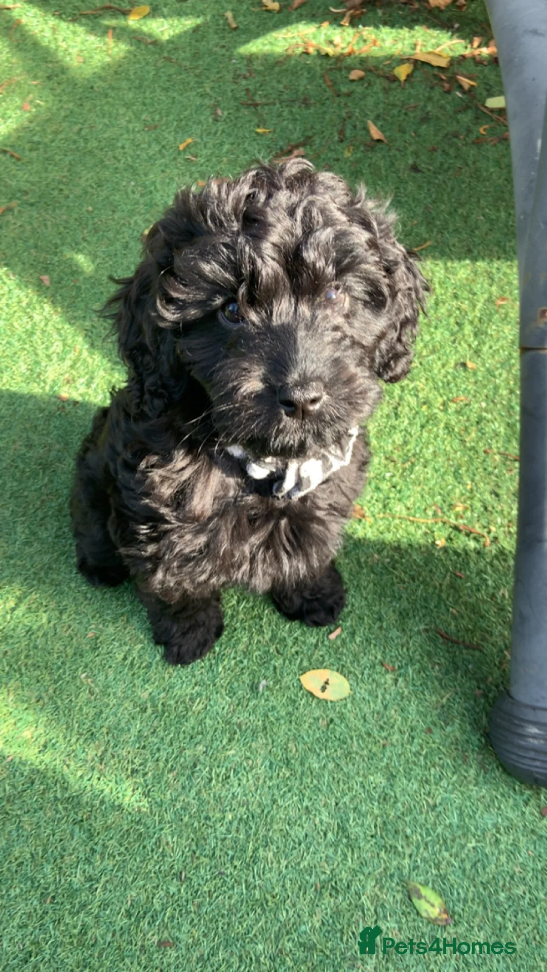 Cockapoo dogs for sale: F1 cockapoo curly black boy - Advert 2