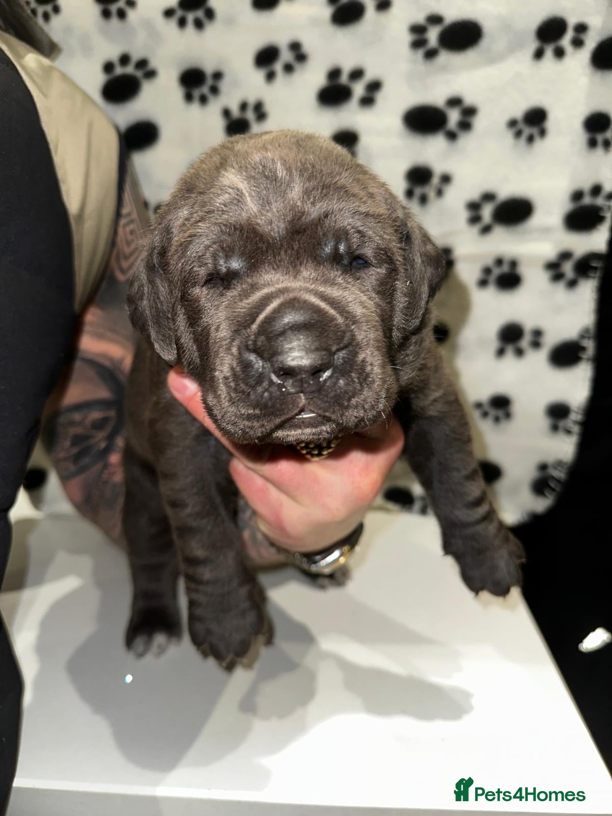 Cane Corso dogs for sale: Cane corso puppies  - Advert 18