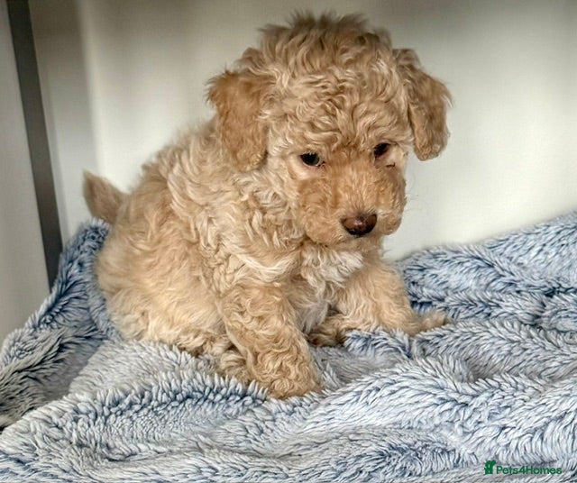 Maltipoo dogs Adorable F1B Merle/Maltipoo Puppies  - Advert 2