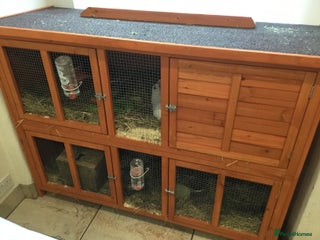 Mixed Breed rabbits 1lop Rabbit& Hutch for Sale - Advert 18
