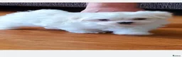 Maltese dogs for sale: Maltese - Advert 6
