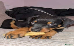Rottweiler dogs for sale: Rottweiler Bitch Puppy for sale - Image 2