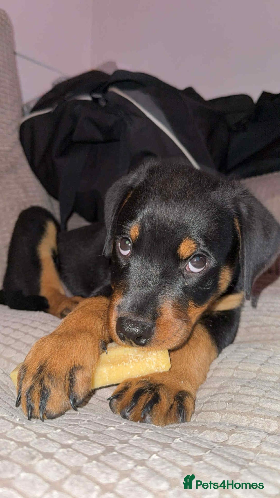 Rottweiler dogs for sale: Rottweiler Bitch Puppy for sale - Image 2