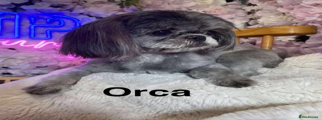 Orca