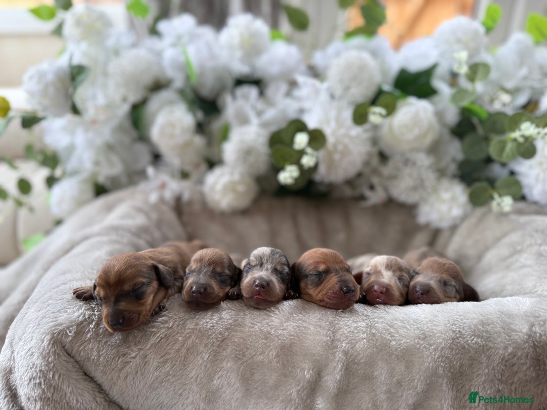 Miniature Dachshund dogs for sale: ⭐️Beautiful litter Of Rainbow Dachshund Puppies⭐️ - Image 6