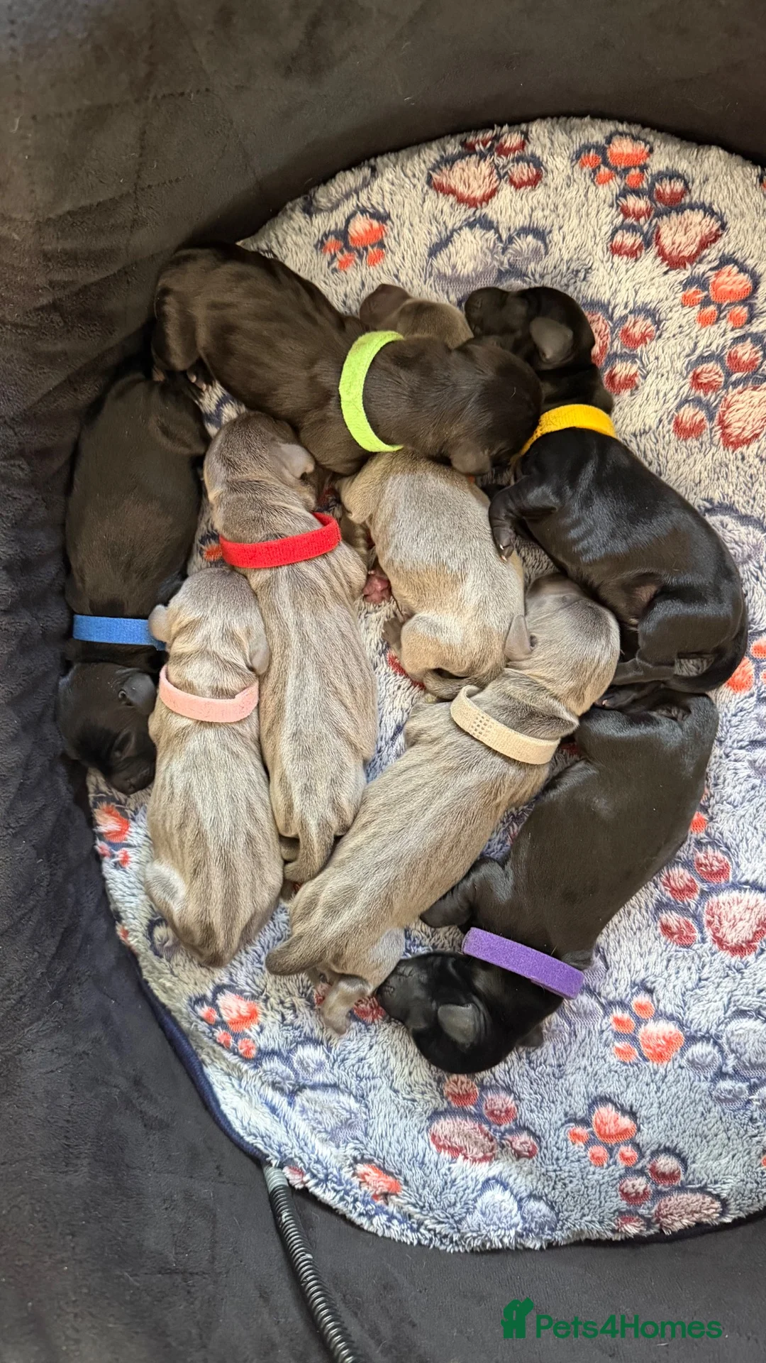 Miniature Dachshund dogs for sale: Rare Solid Blue & Solid Black KC Reg Mini Daxies - Advert 1