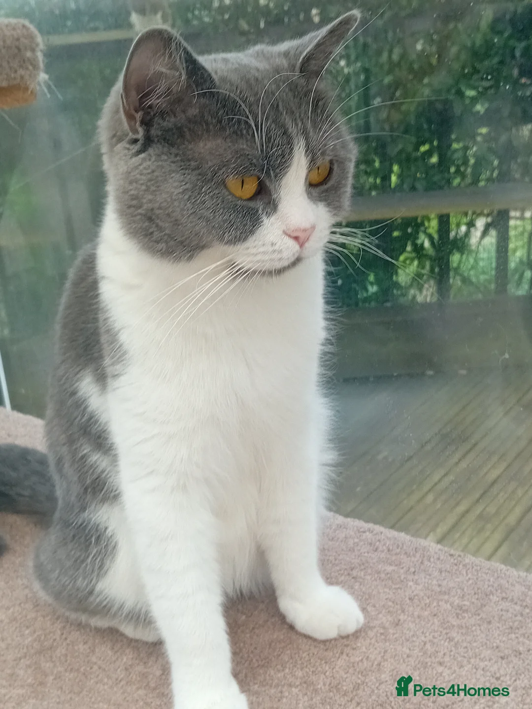 British Shorthair cats for sale: Gorgeous British short-haired kittens  - Advert 11