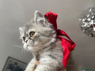 Persian cats AVAILABLE! Beautiful Blue Persian Girl 💕🐾💙 - Advert 3