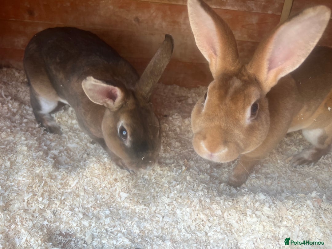 Dutch rabbits for sale: 2 male free rabbits  - Image 2