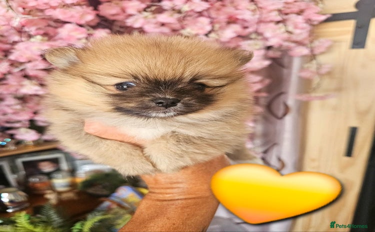 Pomeranian dogs - Advert 12