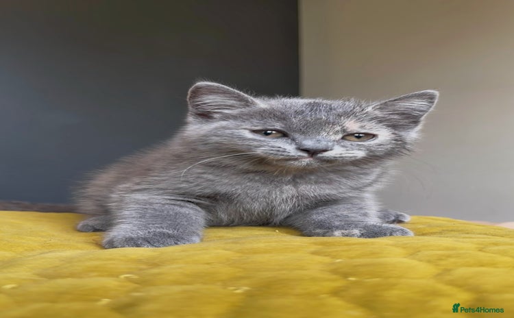 British Shorthair cats - Advert 3