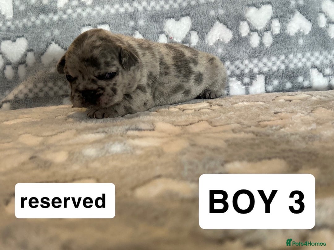 French Bulldog dogs for sale: gorgeous frenchie pups available 🥰 - Advert 7