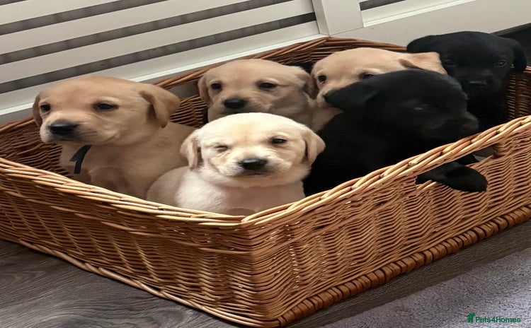 Labrador Retriever dogs - Advert 14