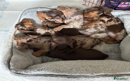 Miniature Dachshund dogs for sale: Female miniature dachshund  - Image 7