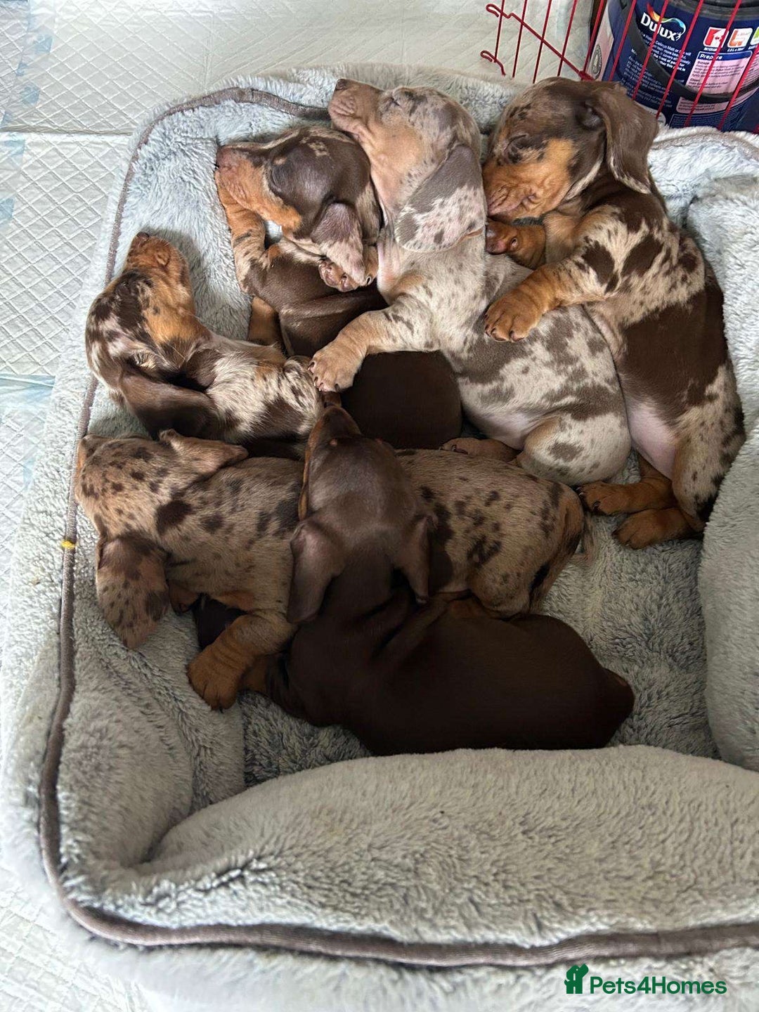 Miniature Dachshund dogs for sale: Female miniature dachshund  - Image 7