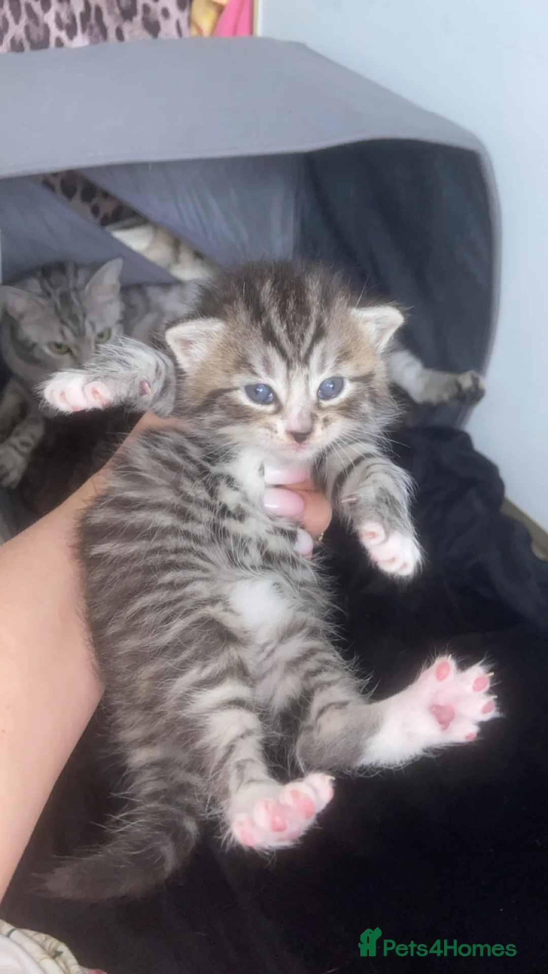 Mixed Breed cats for sale: 5 x Stunning Bengal Mixed Kittens for sale  - Advert 2